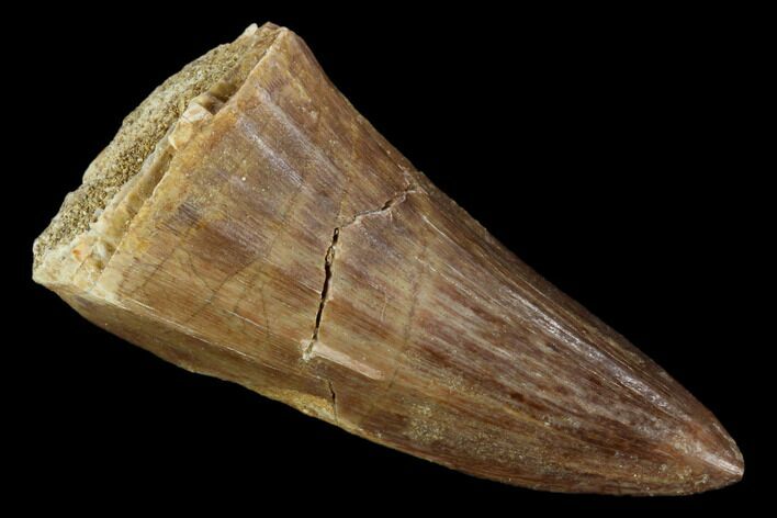 Fossil Mosasaur (Mosasaurus) Tooth - Morocco #118930